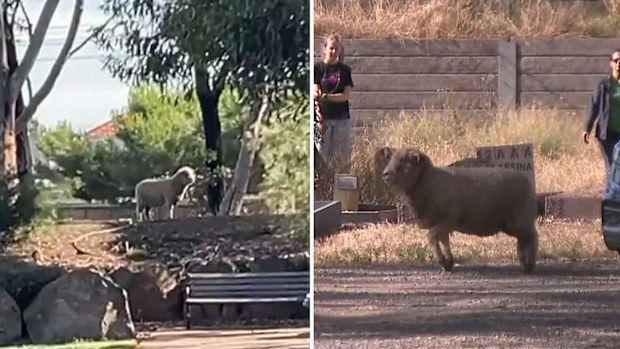 A sheep has been caught in a woolly situation after getting itself stuck inside a cemetery in Melbourne.