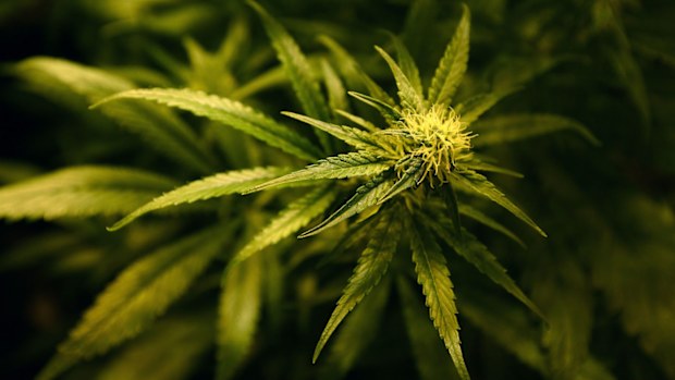 Cannabis. (AAP file image)