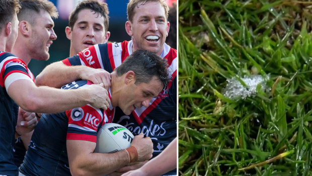 Roosters ready for snow in Canberra