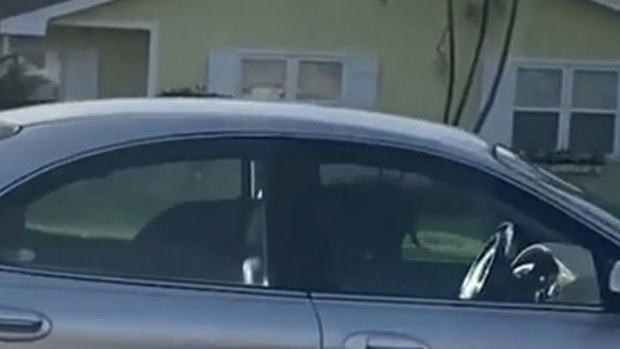 The black labrador is seen standing  in the out-of-control car.