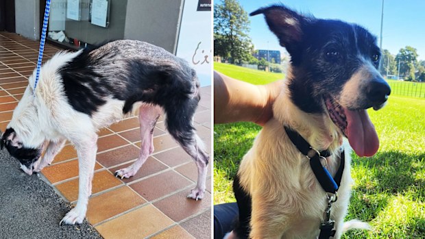 Sydney Dogs & Cats Home