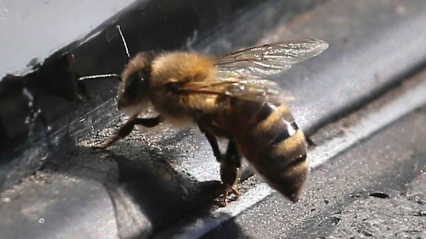 A honeybee. (AAP)