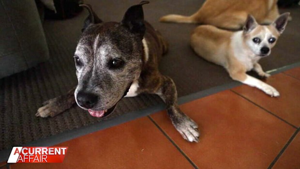 Karen and Jamie Goullet have been caring for older dogs for the past 17 years.