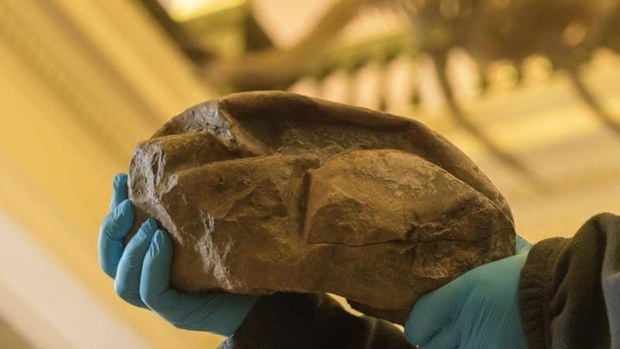 A fossil of dinosaur egg which was found by Chilean investigators at Seymour Island, Antarctic.