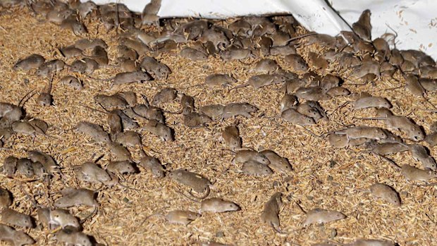 Farmers were killing hundreds, or even thousands of mice each day, but could not stop their spread.