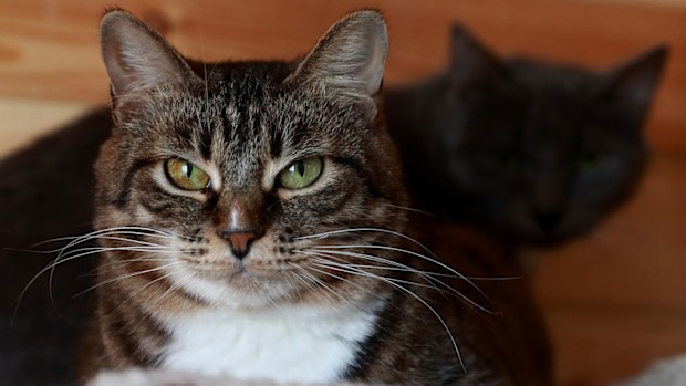Researchers have linked “cat poo parasite” toxoplasma gondii with entrepreneurship.