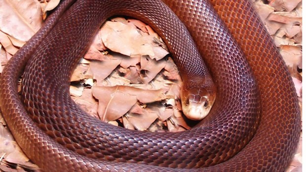 The CSIRO says the idea Australia is home to the world's deadliest snakes is largely a myth.