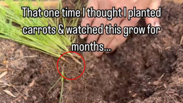 Lia from Southern Yankee DIY was confused when her carrot seeds produced foliage and no carrots, but there are tiny carrots if you look closely