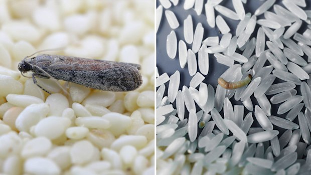 Pantry moth and larva.
