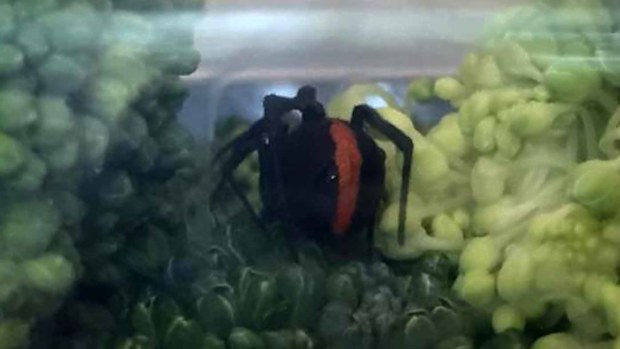 The redback in the broccoli.