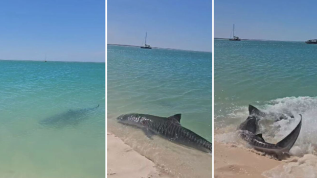Shark turtle Monkey Mia WA beach Derek Gaw