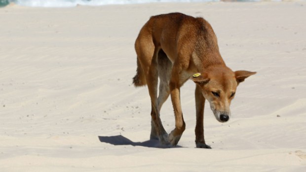 A young dingo on a K'Gari beach.