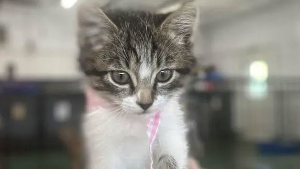 Rescue pets