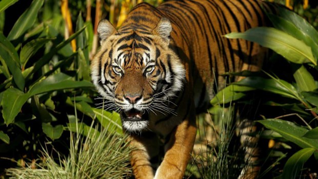 A tiger. (AAP)