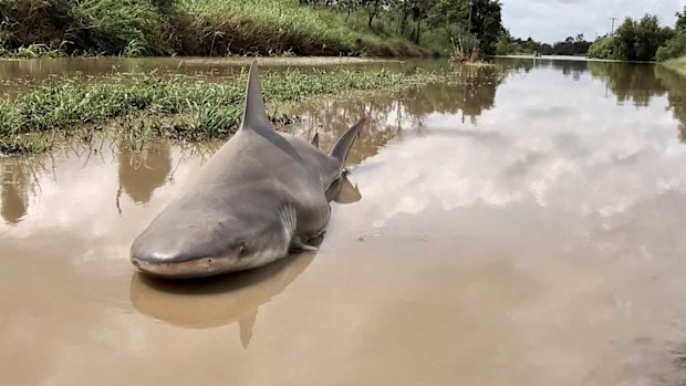 The bull shark washed upstream by Cyclone Debbie. (Twitter/philipjcalder)