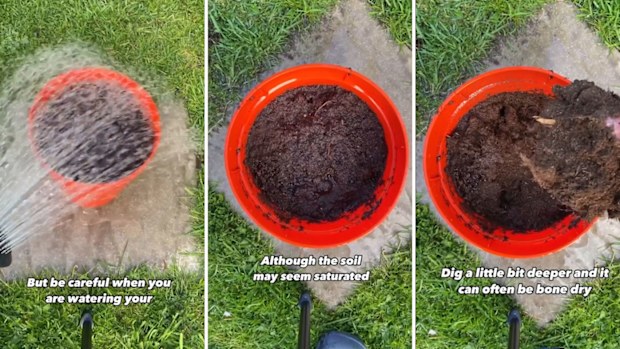 Gardener Joe Clark shares a hack for watering pot plants thoroughly