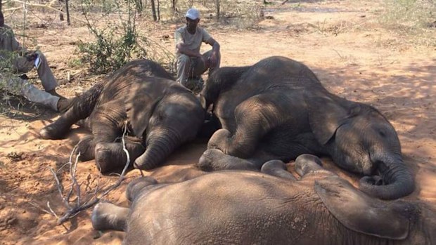 Baby elephants, orphaned by poachers, are now cared for at a sanctuary in Botswana