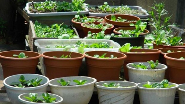 A home garden