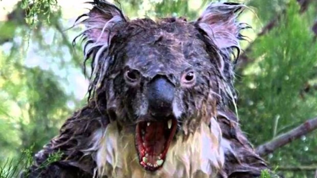 Not an Australian drop bear.
