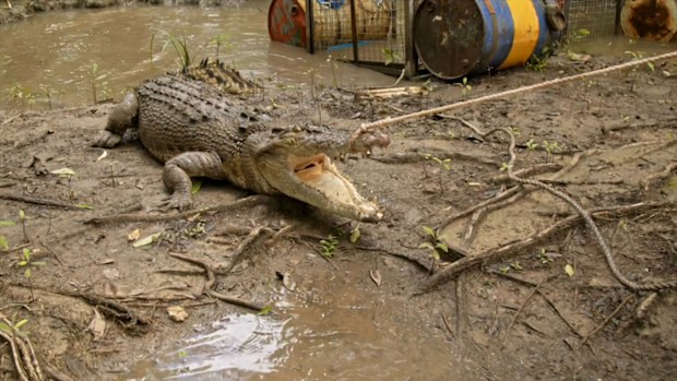 Matt Wright's Wild Territory crocodile 