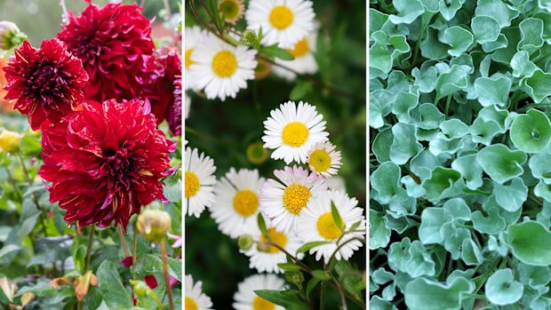 Autumn container gardening display combination, sun 