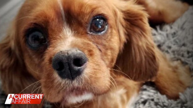 Archie the cavalier.