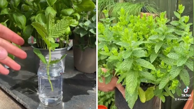 tips tricks and hacks, gardening