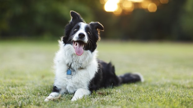 Dog laying in grass 