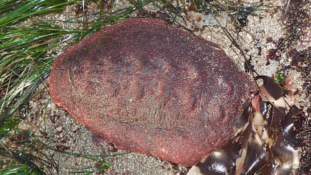 A rare iron mineral has been discovered in the teeth of a living organism for the first time, one that bears the pet name "wandering meatloaf."