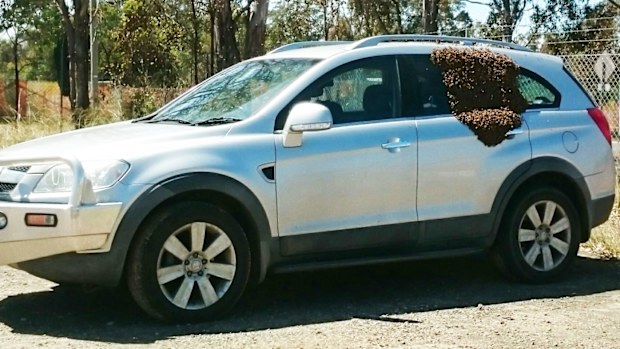 The swarm of bees that took up residence on Leanne Watt's car.  