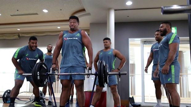 Wallabies in camp