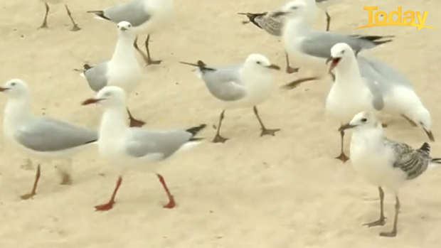 Those birds looks HUNGRY.