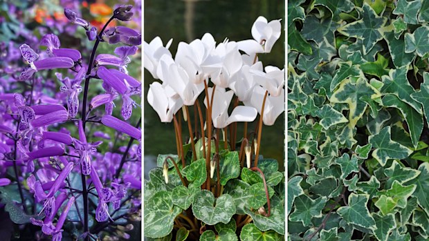 Autumn container gardening display combination, shade