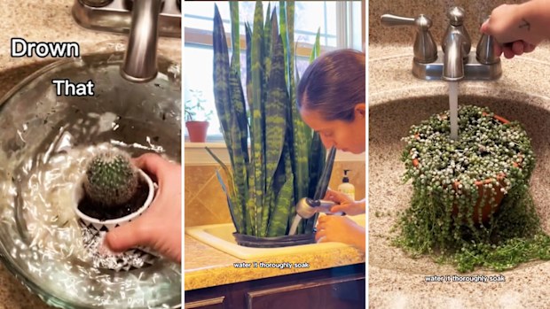 Houseplant care tips: Five indoor plant watering mistakes you might be  making | Nine.com.au