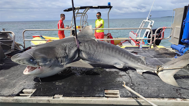 Shark which killed Australian man in New Caledonia believed to be found 