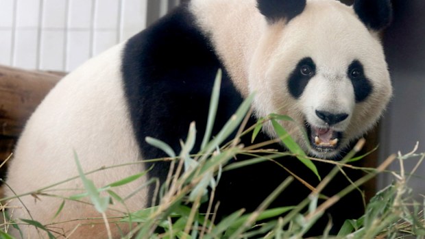 A file photograph of Shin Shin, a giant panda at Tokyo's Ueno Zoo. (AAP)
