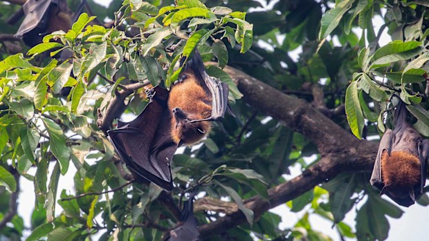Nipah virus is typically spread by fruit bats.