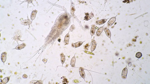 Mirusviruses are responsible for giving herpes to plankton.