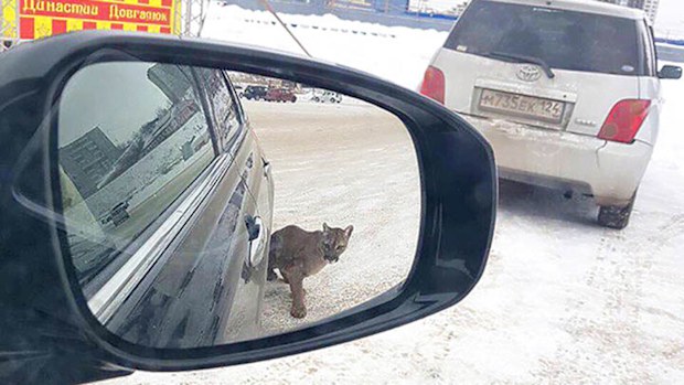The runaway puma was spotted in the circus car park before the attack. Photo: The Siberian Times