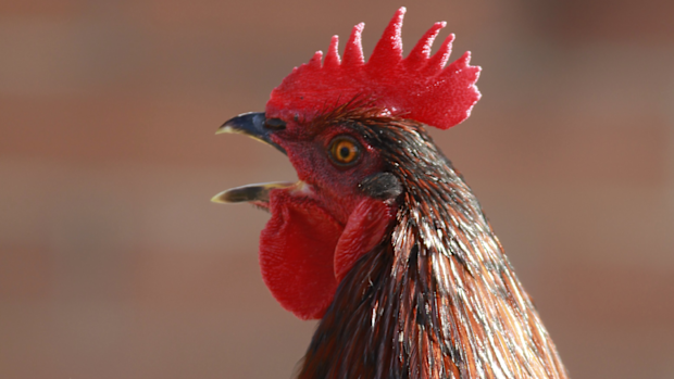 The death has prompted warnings about the dangers of small animals and the elderly. 
