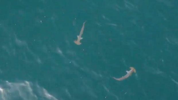 The hammerhead sharks were spotted "just before sunrise" and no swimmers were in the area.