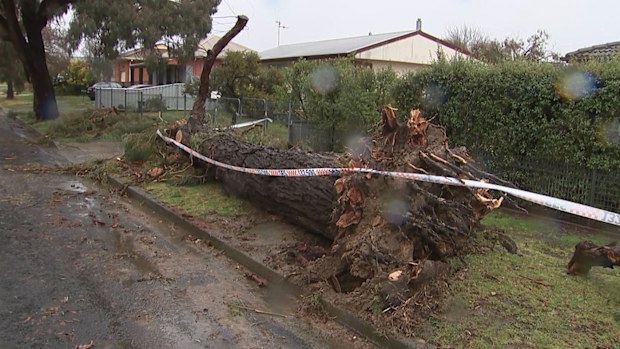 Trees were ripped from their roots and downed on suburban streets.
