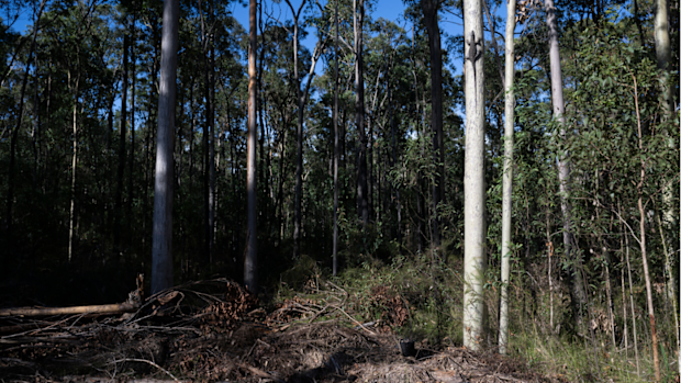 A goanna on the edge of a cleared area in the Kiwarrak State Forest near Taree on the Mid North Coast of NSW. 