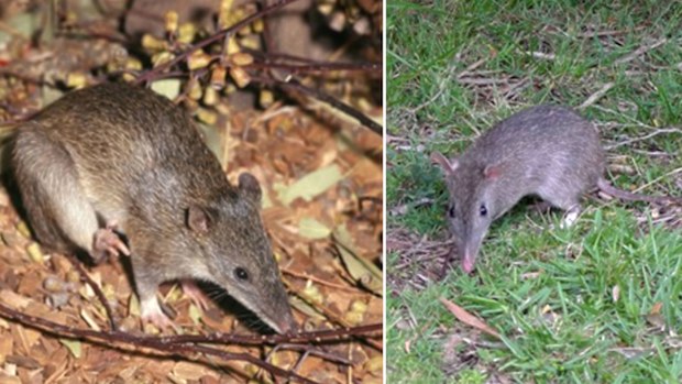 About the size of a rabbit, bandicoots can be riddled with ticks and carry them as they move around.