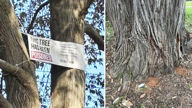 Hornsby Shire Council is investigating the poisoning of a century-old turpentine tree.