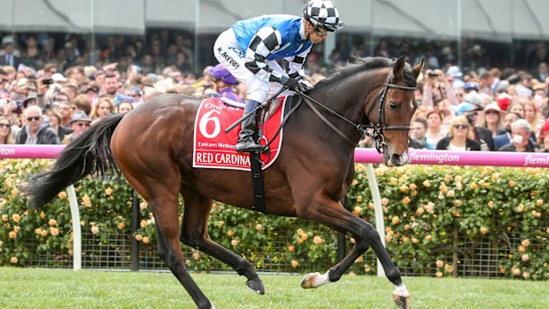 Red Cardinal ahead of the 2018 Melbourne Cup