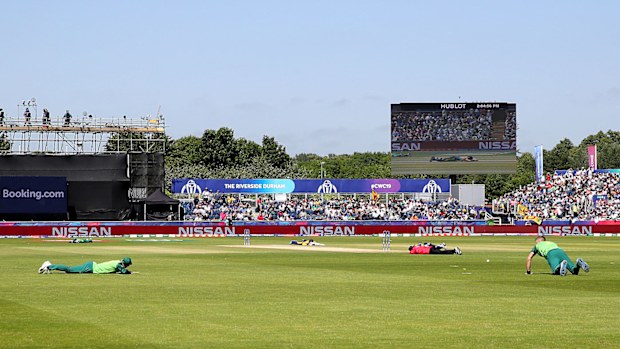 Bees halt the cricket match