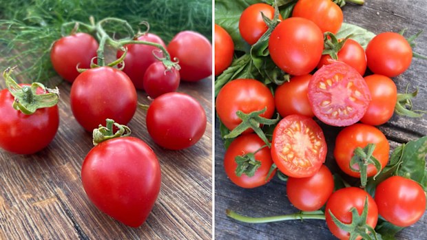 42 Days and Tommy Toe tomatoes rom The Diggers Club