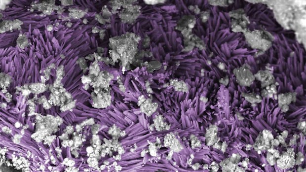A vein of sodium carbonate appears like needles, falsely colored in purple to show detail, within the clay-rich rock of the Bennu sample.