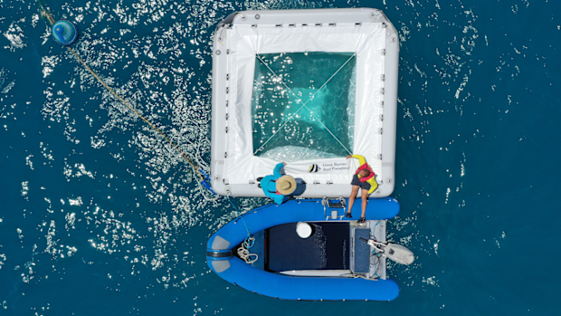 Great Barrier Reef Foundation researchers check on larval pools.